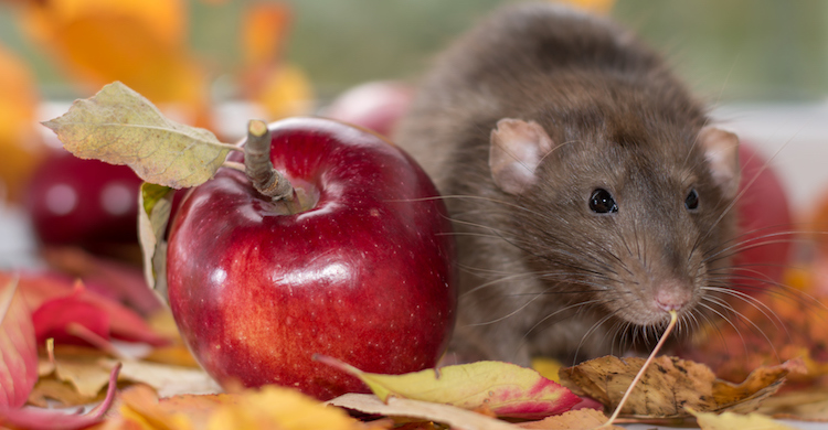 Las ratas pueden comer manzanas y ciertas frutas (iStock).