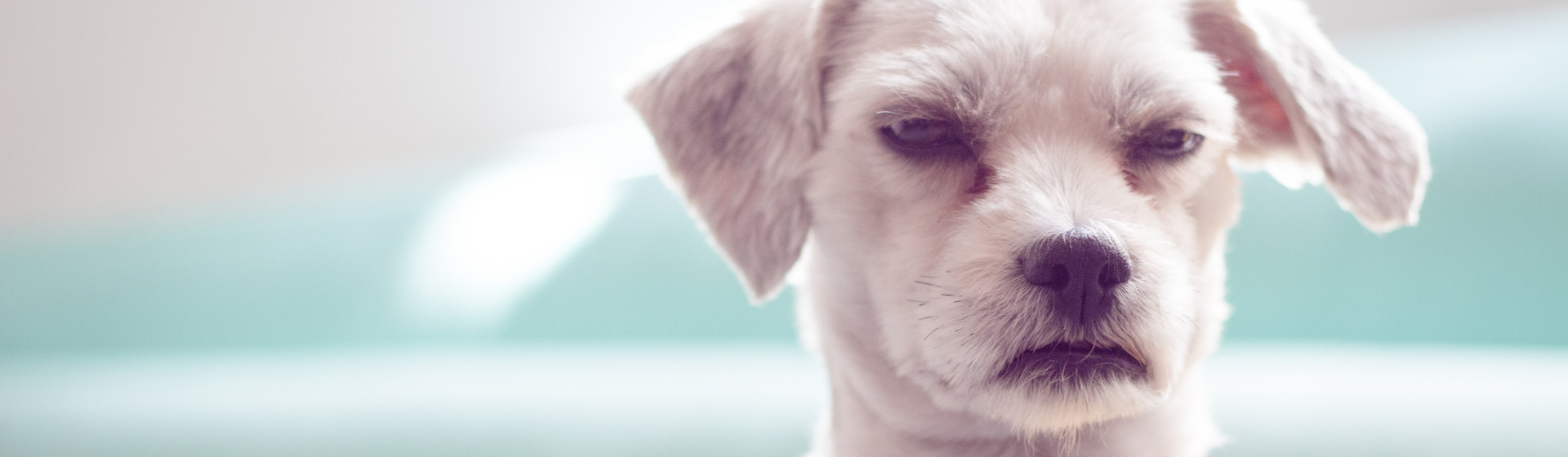 Los perros son animales que sí guardan rencor (iStock).