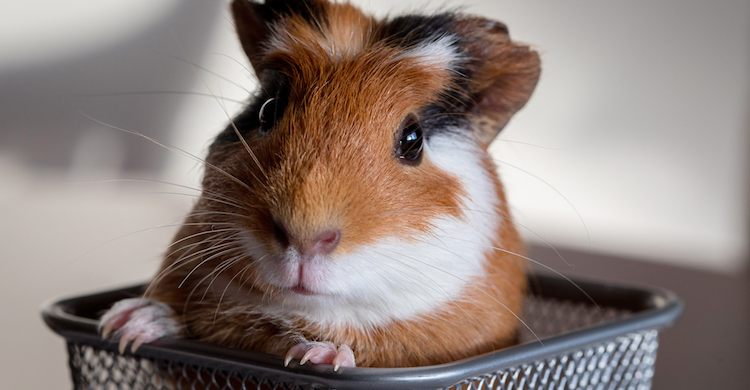 Las cobayas son animalitos perfectos para convivir en casa (iStock).