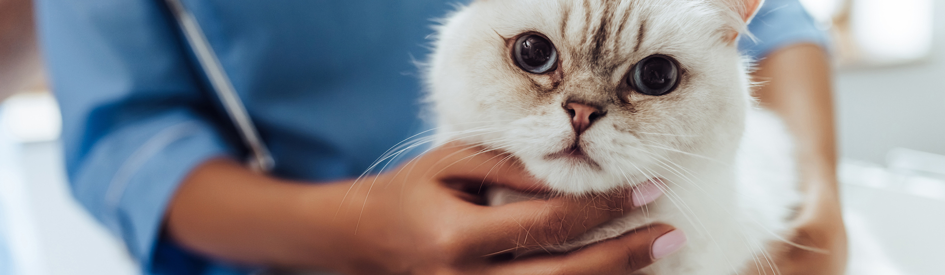 Si tu gatito está enfermo, es importante acudir al veterinario (iStock).
