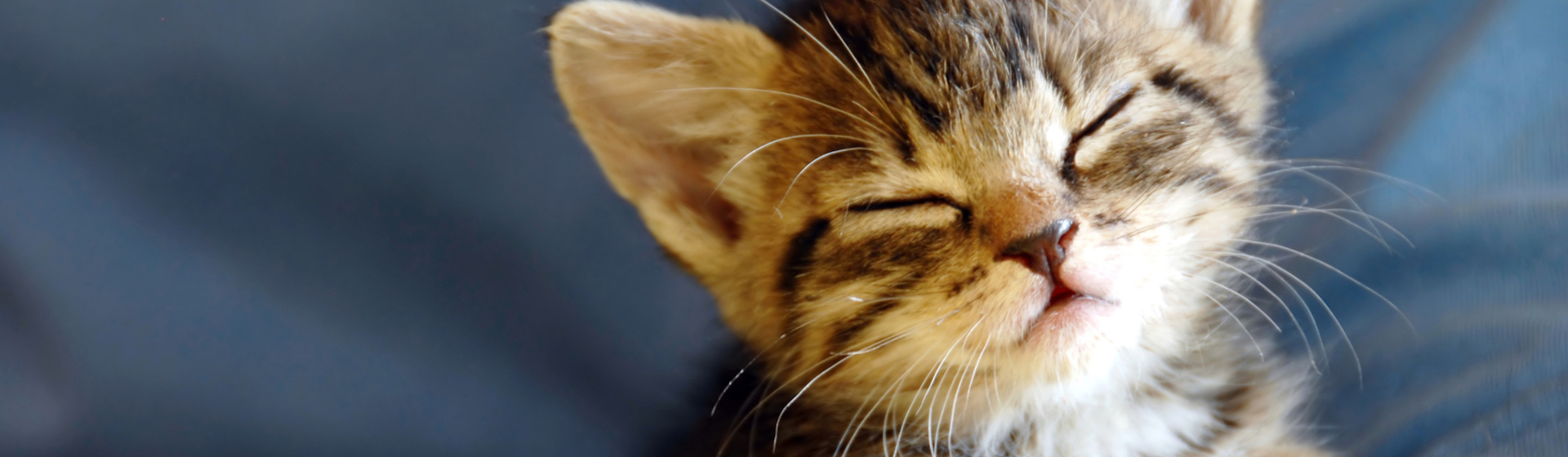 Cuidados de un gato recién nacido (iStock).