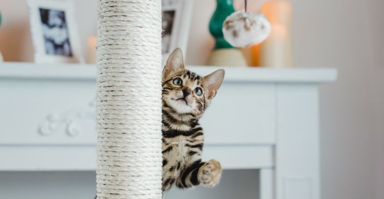 Debes tener en cuenta las necesidades básicas del animal si vas a dejarle solo en casa (Foto: iStock)