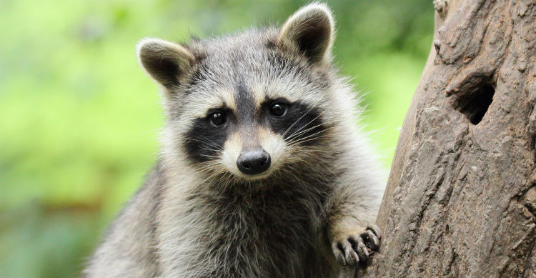 Hay animales que adoptarlos es un delito y puede acarrear grandes consecuencias (Foto: iStock)