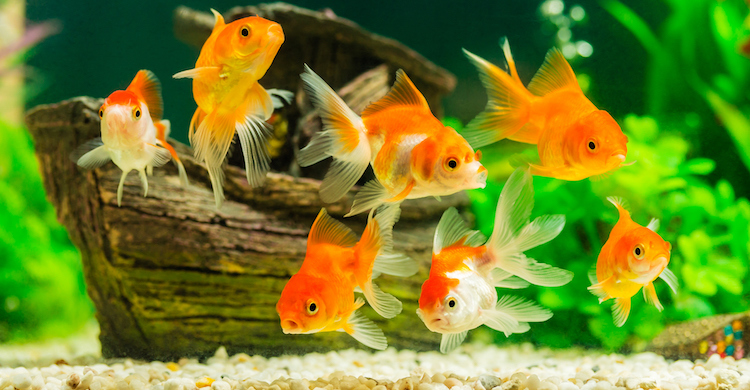 Los peces tienen mejor memoria de lo que pensamos (iStock).
