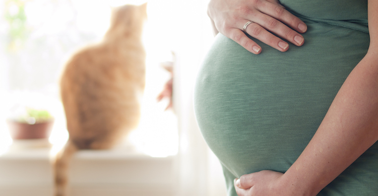 Las mujeres embarazadas pueden convivir con gatos (iStock).