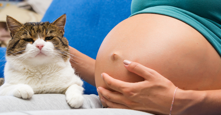 Los gatos pueden convivir perfectamente con las embarazadas (iStock).