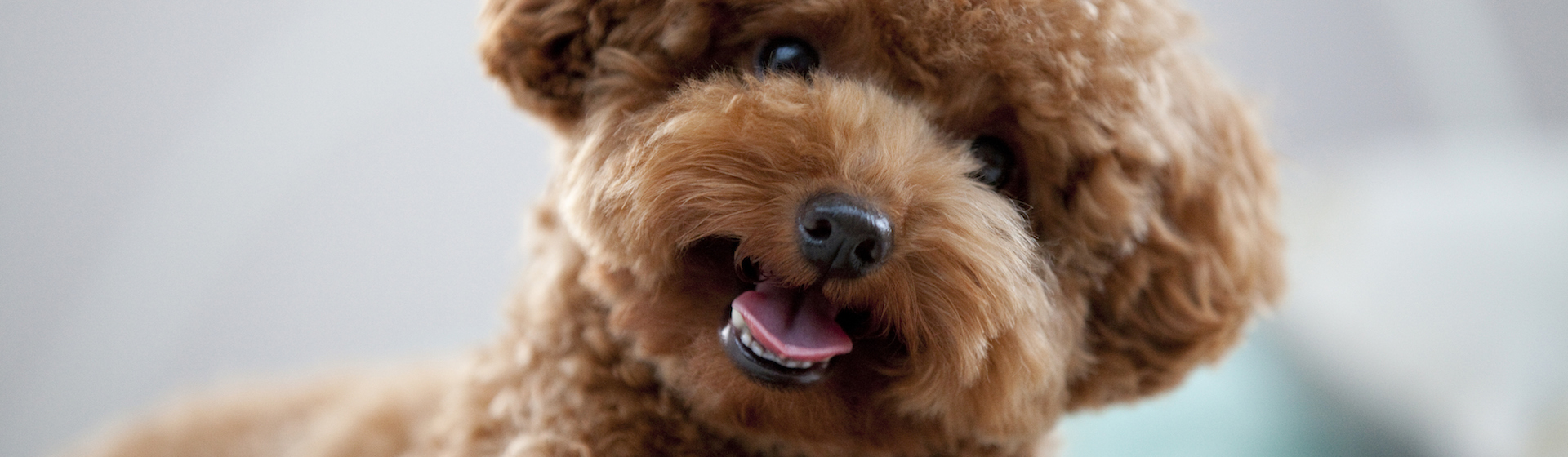 El caniche toy es un perro ideal para ligar (iStock).