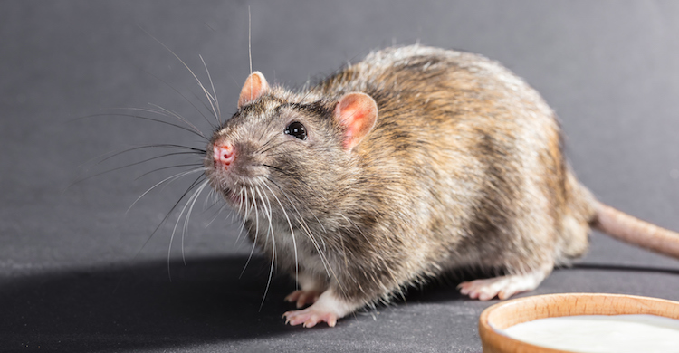 La alimentación de las ratas debe cuidarse para garantizar su salud (iStock).