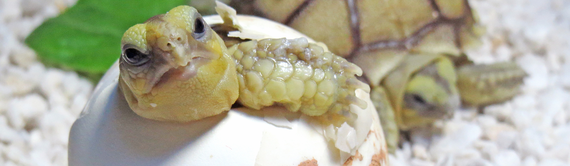 Qué hacer si mi tortuga pone huevos (iStock).