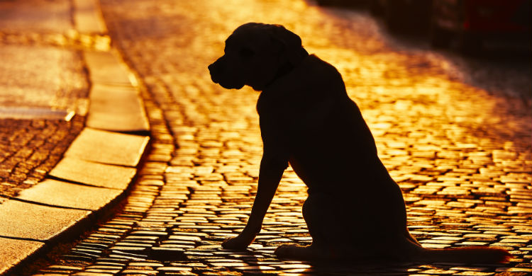 Vigila que esté en buen estado y aseado y llama a los que puedan ayudarle a encontrar un hogar (Foto: iStock)