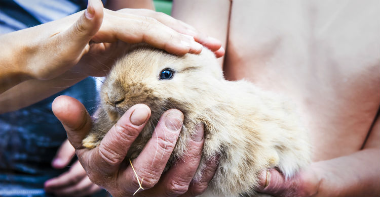 Es importante tener en cuenta qué especies pueden tratar bien al bebé (Foto: iStock)