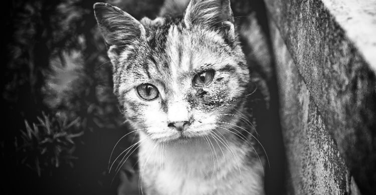 Acudir a un veterinario es fundamental antes de tomar ninguna decisión sobre el animal (Foto: iStock)