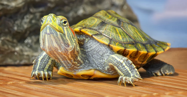 Son muchos los peligros que pueden atraer determinadas especies (Foto: iStock)