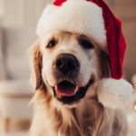 Perro con gorro de Papá Noel (Foto: iStock)