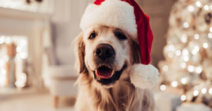 Perro con gorro de Papá Noel (Foto: iStock)