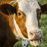 1. Vacas (iStock)