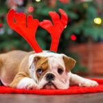 Perro con diadema navideña (Foto: iStock)
