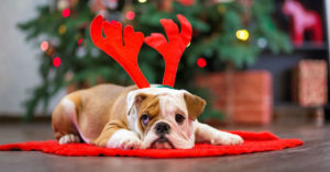 Perro con diadema navideña (Foto: iStock)