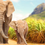 2. Elefantes (iStock)