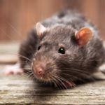 4. Ratas (iStock)