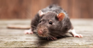 4. Ratas (iStock)