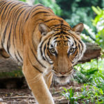 6. Tigres (iStock)