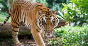 6. Tigres (iStock)