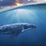 7. Ballenas (iStock)