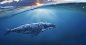7. Ballenas (iStock)