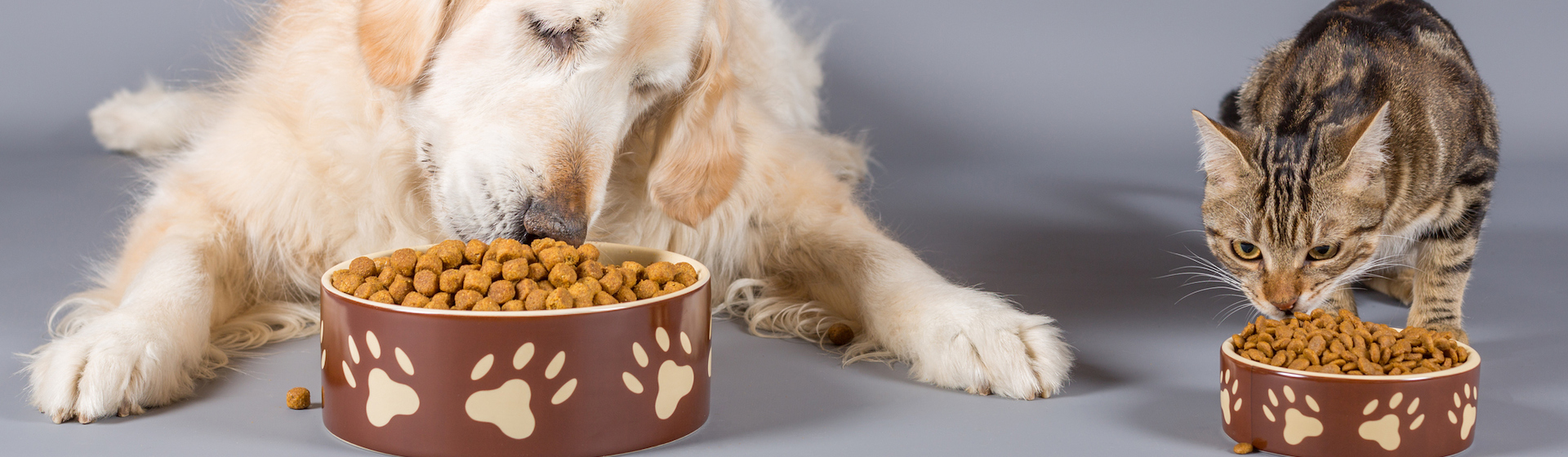 Algunos animales comen con cierta ansiedad (iStock).