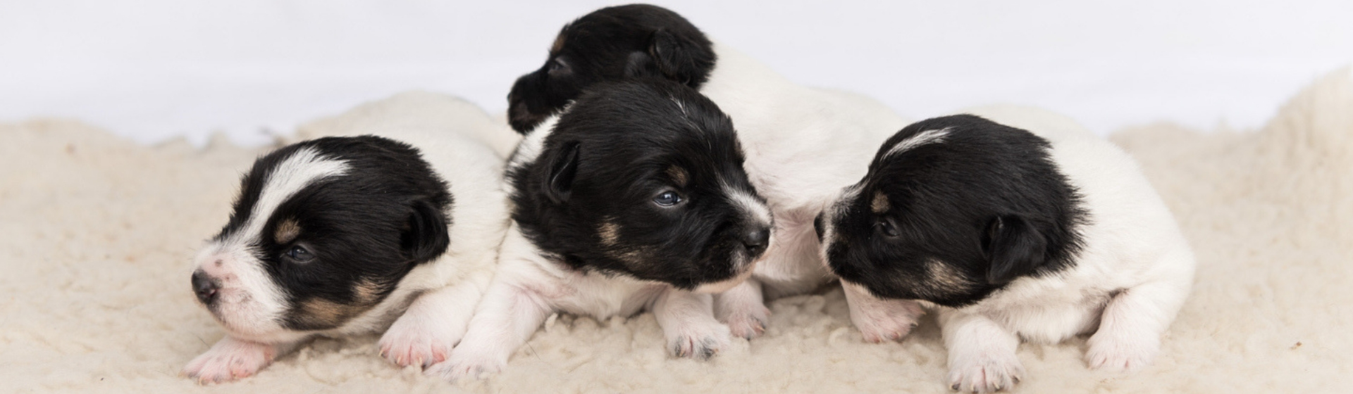 Qué hacer si mi perra se pone de parto en casa (Istock)
