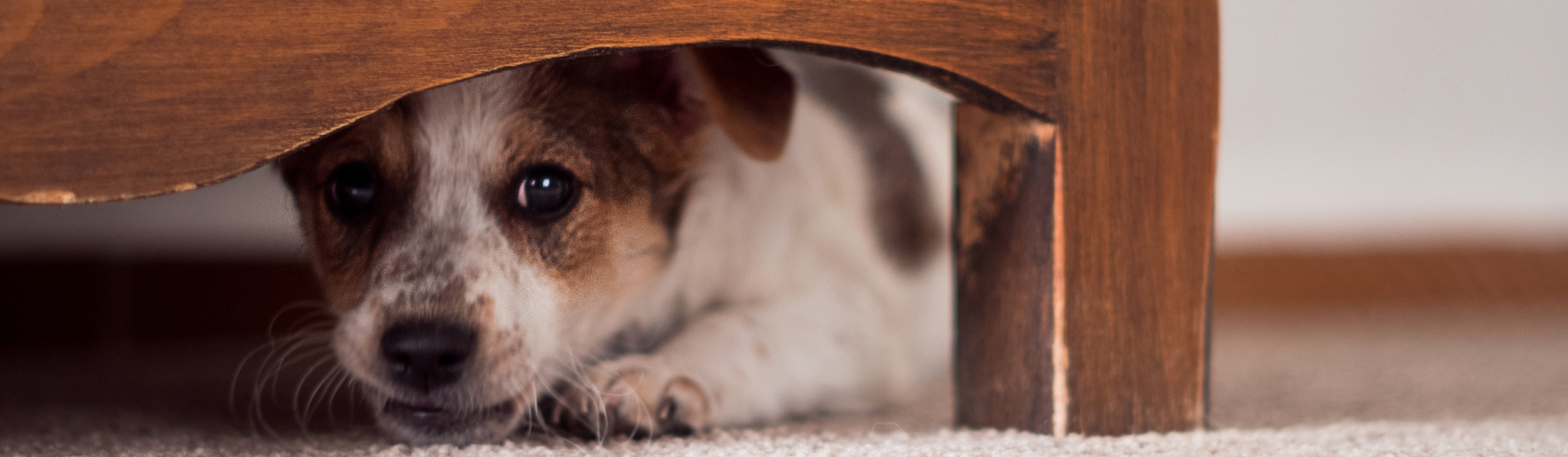 Qué hacer si ves una persona maltratando un animal (Istock)