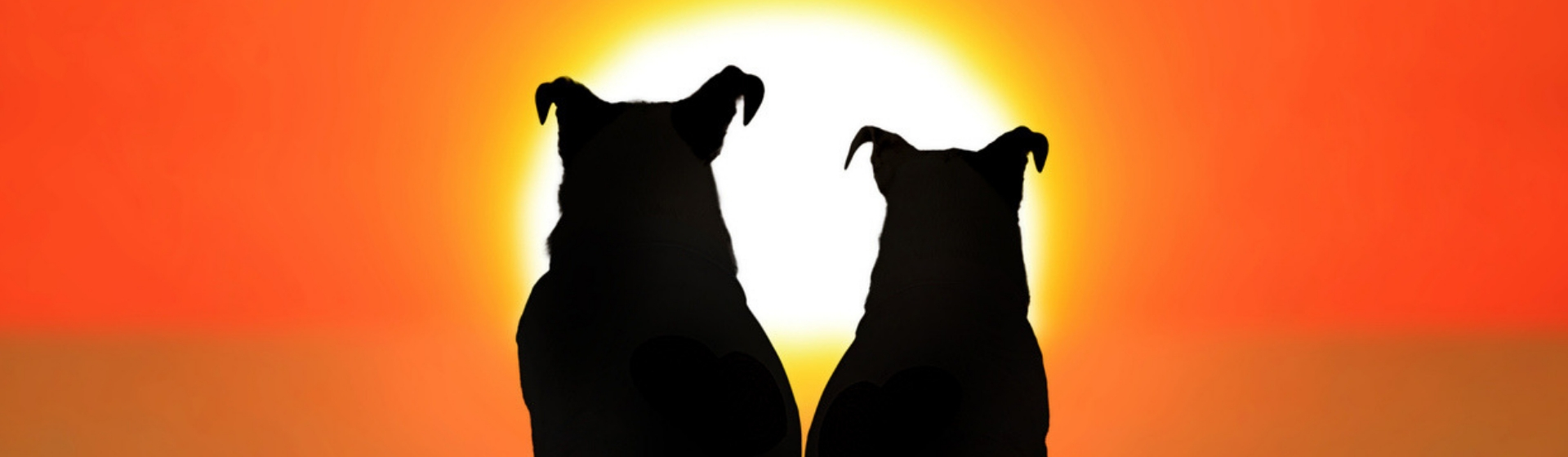 Cómo saber si mi perro está preparado para aparearse (Istock)