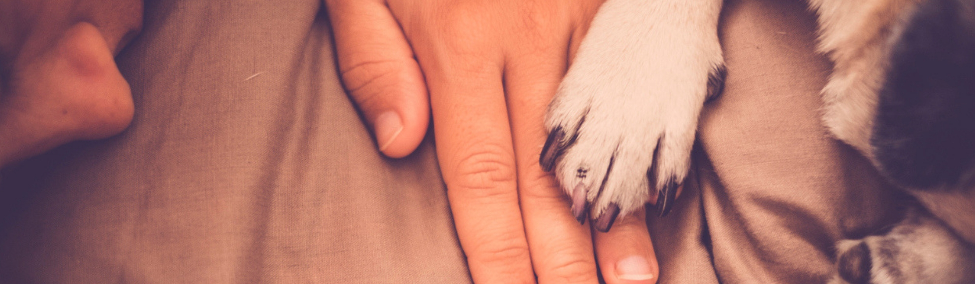 8 señales que te ayudan a elegir tu perro ideal (Istock)