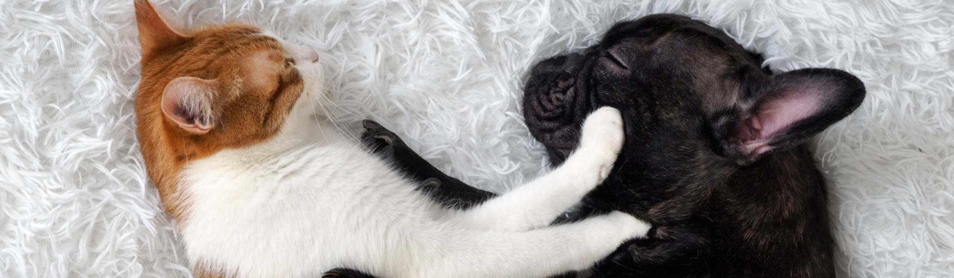 Las 15 fotos adorables de mascotas durmiendo (Istock)