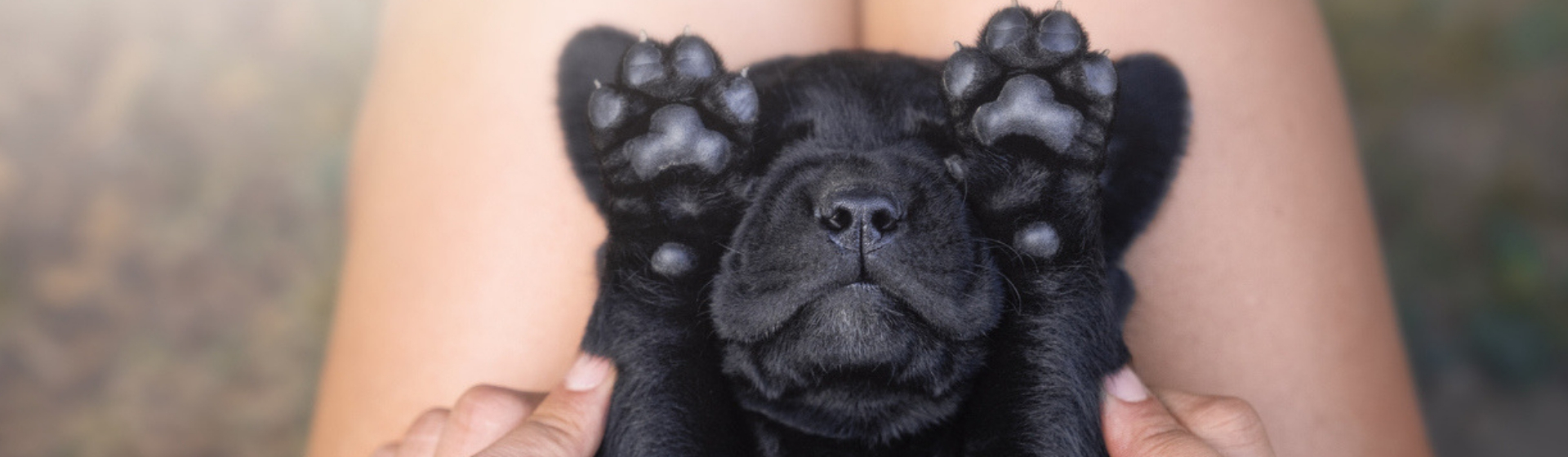 Cómo dar un masaje a tu perro paso a paso (Istock)