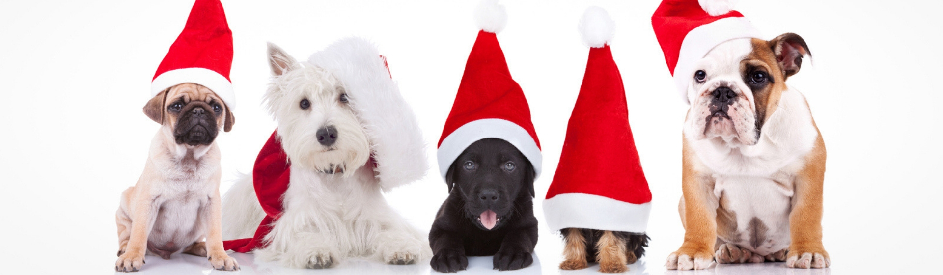 Los jerseys navideños más cuquis para tu mascota (Istock)