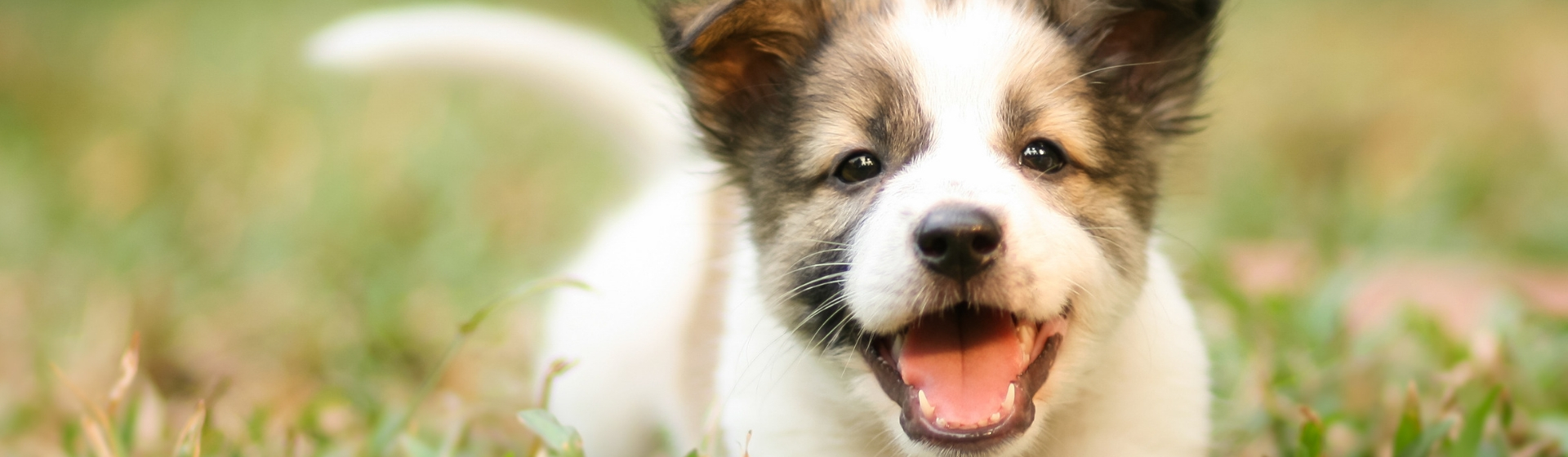 Los nombres de mascota que triunfarán en 2019 (Istock)