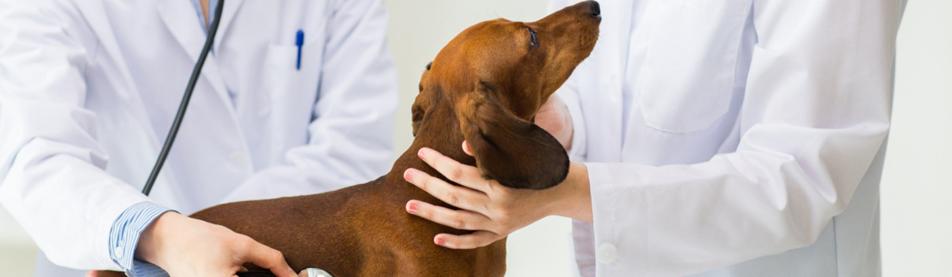 Cómo preparar a tu perro antes de ir al veterinario (Istock)