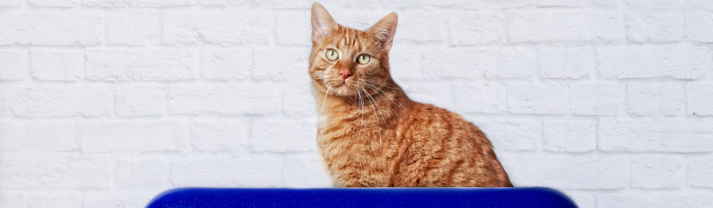 3 productos para enseñar a ir al baño a tu gato (Istock)