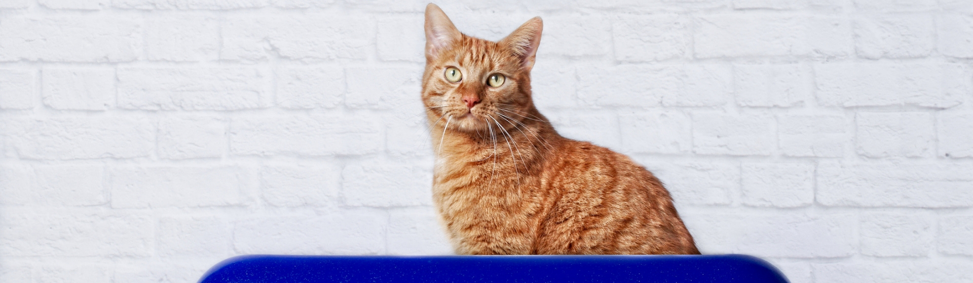 3 productos para enseñar a ir al baño a tu gato (Istock)