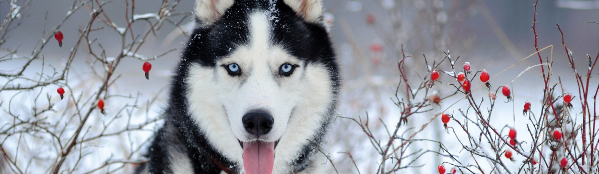 7 razas de perro que se parecen a los lobos (Istock)