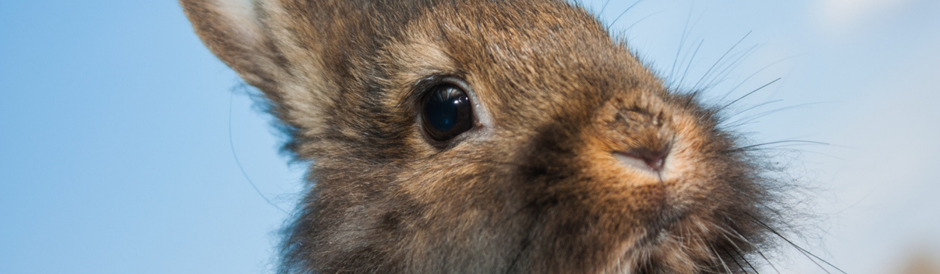 La macabra historia del asesino en serie de conejos (Istock)
