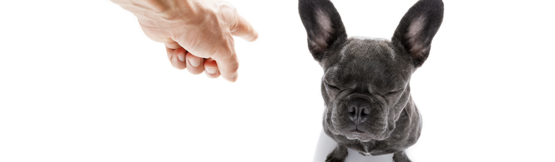 5 consejos para cambiar la actitud dominante de tu perro (Istock)