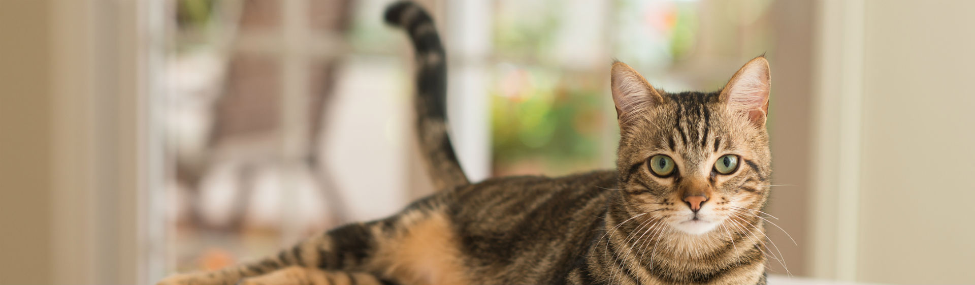 Los gatos pueden sufrir diferentes enfermedades en la cola (Foto: iStock)