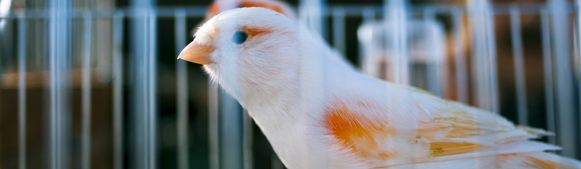 Es importante comprar una jaula espaciosa para que tu pájaro viva cómodo (iStock).