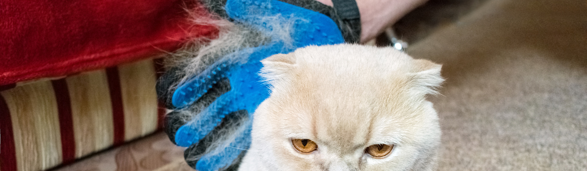 Este es uno de los productos que te ayudan a quitar el pelo de tu gato (iStock).