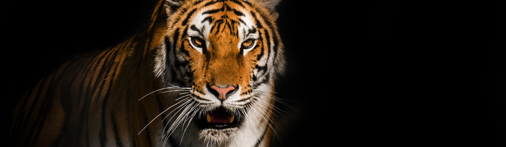 Los tigres son seres sagrados en algunos países (iStock).