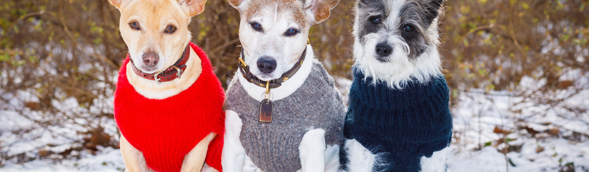 Abrigos e impermeables son complementos para mascotas imprescindibles en invierno (iStock).