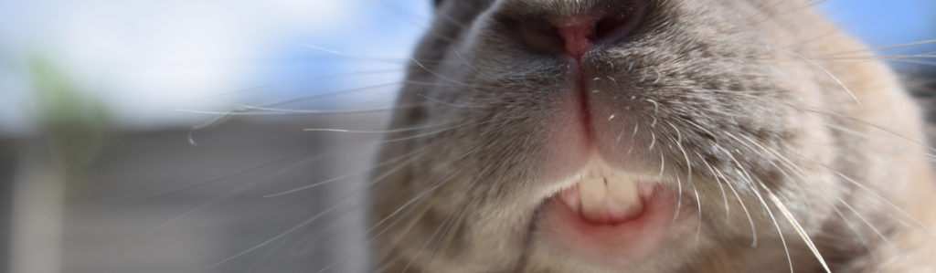 La dentadura de los conejos hay que cuidarla para evitar problemas bucodentales (iStock).